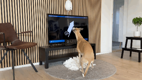 Dog looking at fireworks in app.